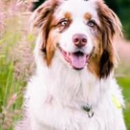 Allergie del Cane